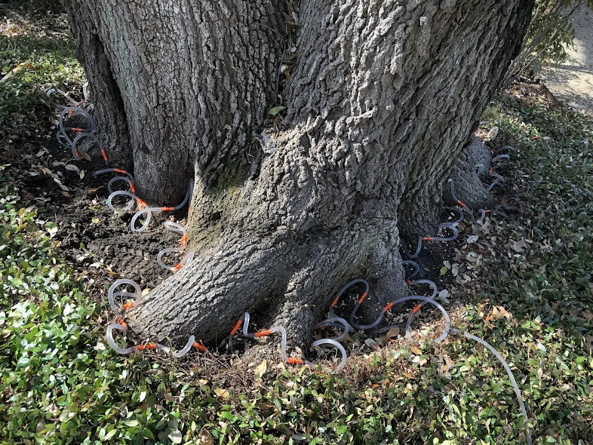 Detailed Tree Cabling and Bracing job site in Unalakleet